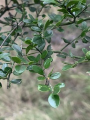 Everistia vacciniifolia vacciniifolia