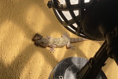 Tarentola mauritanica