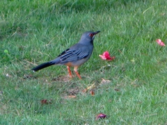 Turdus plumbeus