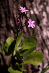 Tulbaghia maritima