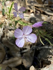 Clarkia dudleyana