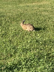 Lepus europaeus