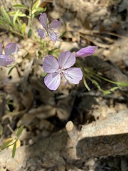 Clarkia dudleyana