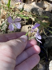 Clarkia dudleyana