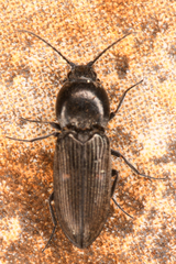 Paracardiophorus