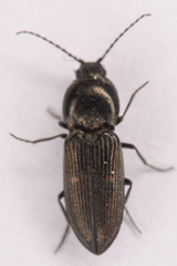Paracardiophorus