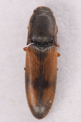 Idolus occidentalis