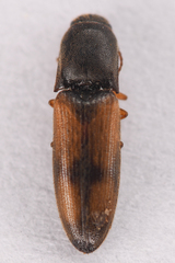 Idolus occidentalis