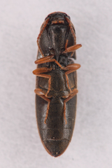 Idolus occidentalis