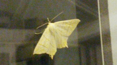 Ourapteryx sambucaria