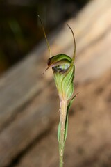 Pterostylis × toveyana