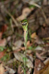 Pterostylis × toveyana