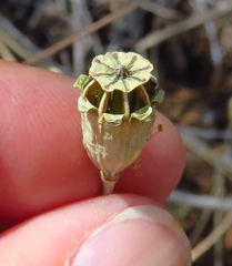 Papaver californicum