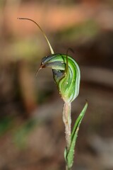 Pterostylis × toveyana