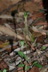Pterostylis × toveyana