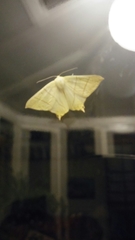 Ourapteryx sambucaria