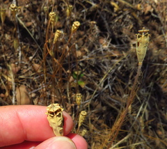 Papaver californicum