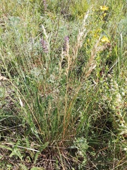 Helictotrichon desertorum