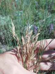 Helictotrichon desertorum