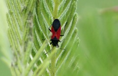 Melanopleurus belfragei