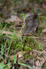 Pterostylis × toveyana