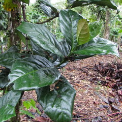 Coffea liberica