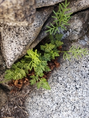 Cryptogramma acrostichoides