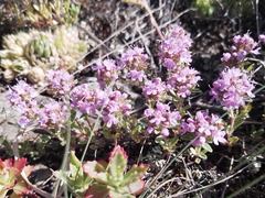 Thymus roseus