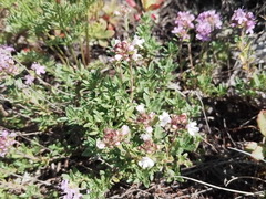 Thymus roseus