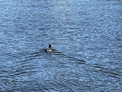 Fulica atra