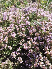 Thymus roseus