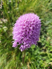 Traunsteinera globosa