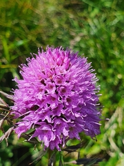 Traunsteinera globosa