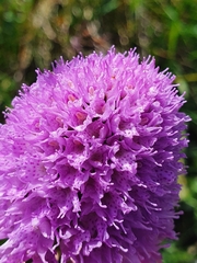 Traunsteinera globosa