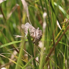 Spharagemon cristatum