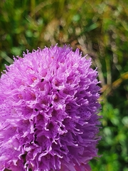 Traunsteinera globosa