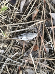 Oedipoda caerulescens