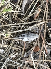 Oedipoda caerulescens