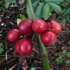Coffea canephora