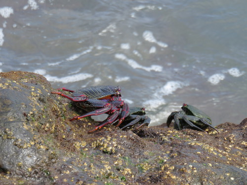 East Atlantic Sally Lightfoot Crab