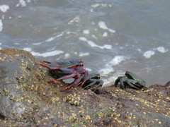 East Atlantic Sally Lightfoot Crab