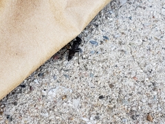 Lyroda