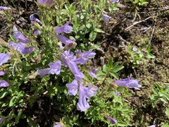 Penstemon ellipticus