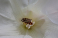 Syrphinae