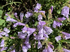 Penstemon ellipticus
