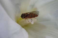 Syrphinae
