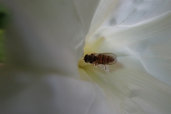Syrphinae