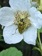 Lepturobosca chrysocoma
