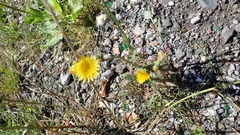 Sonchus