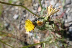 Sonchus